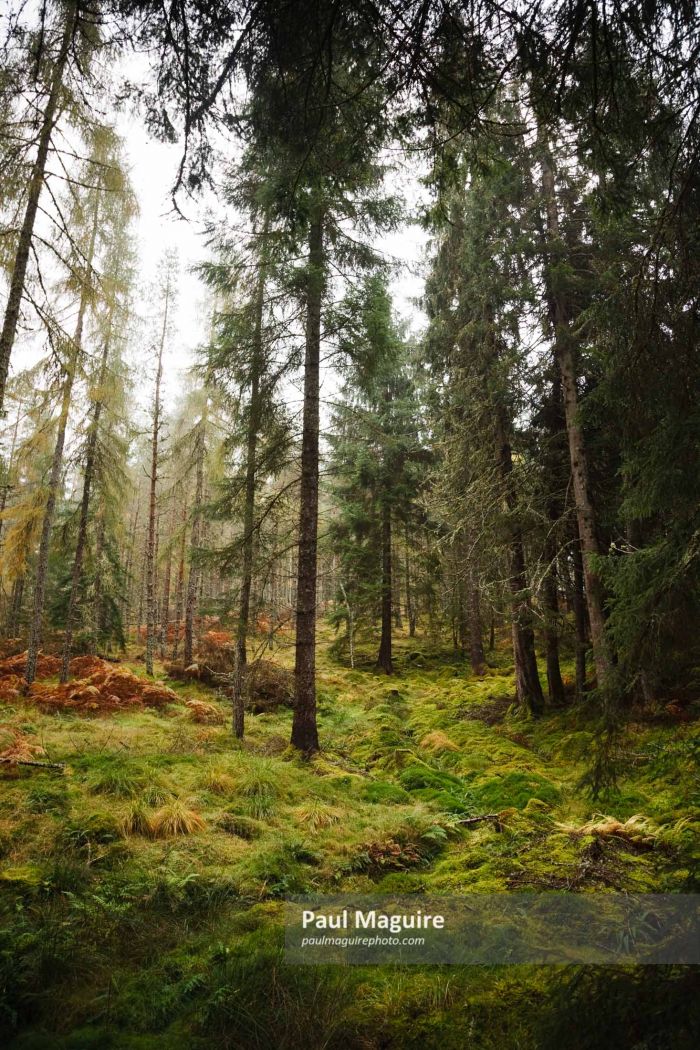 Forest in Scotland