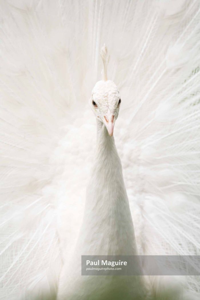 White peacock