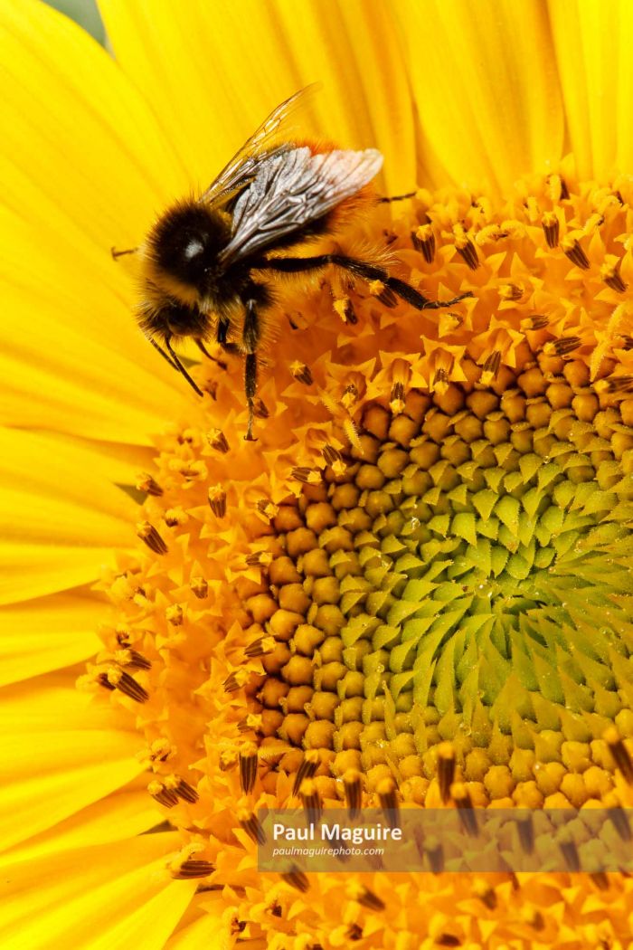 Bee on sunflower