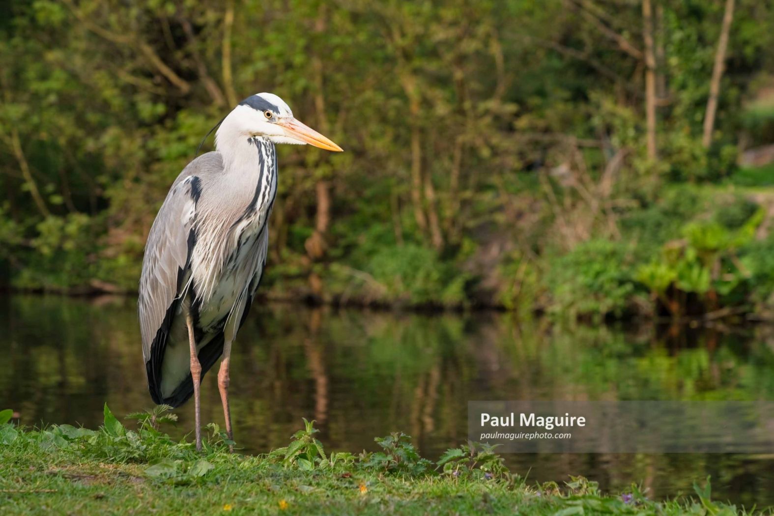 Grey heron