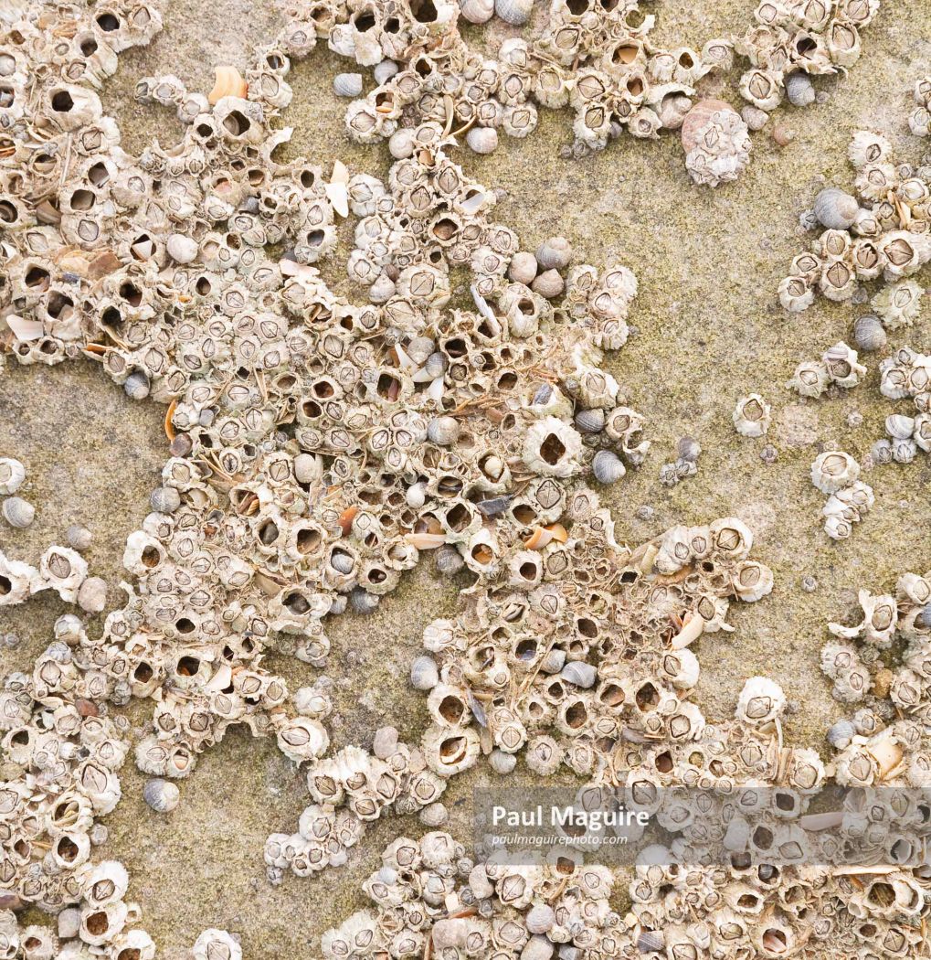 Barnacles