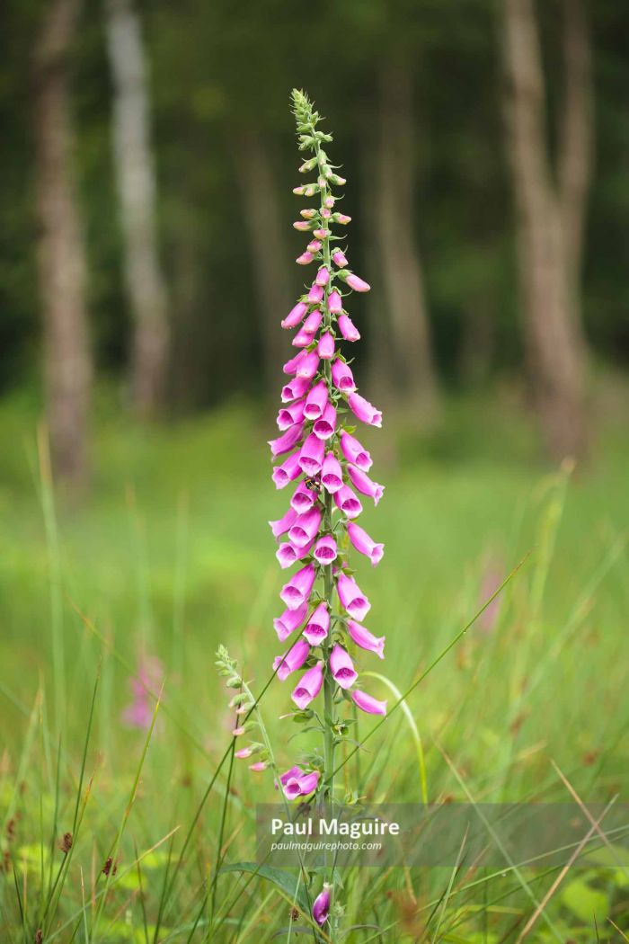 Foxglove