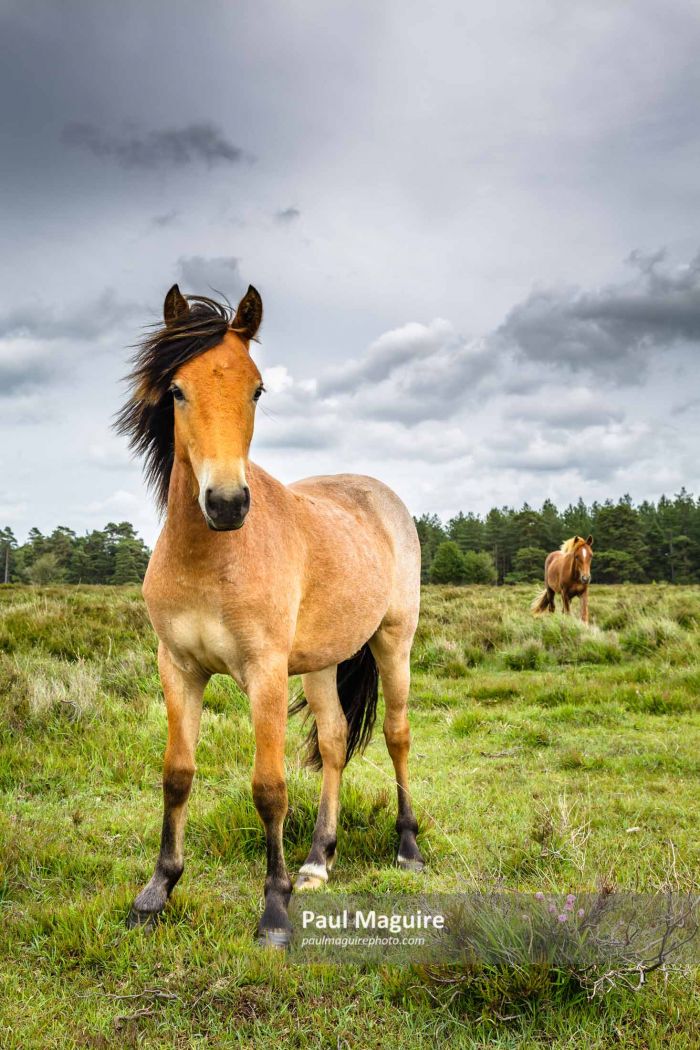 New Forest ponies