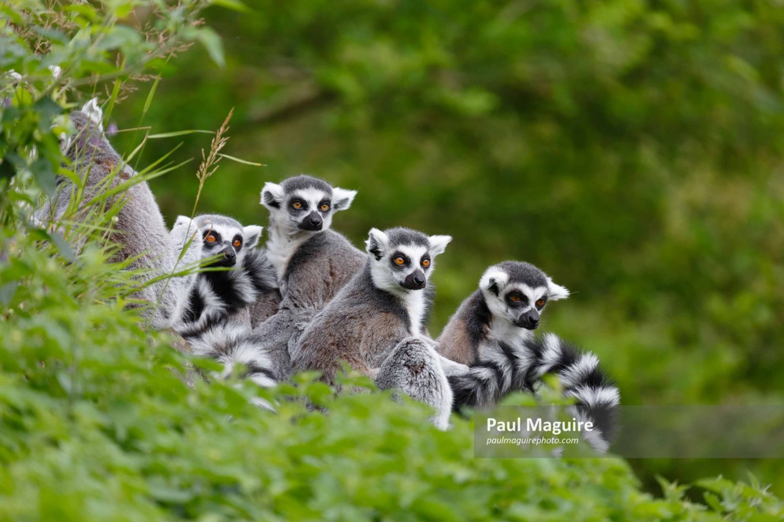 Lemur family