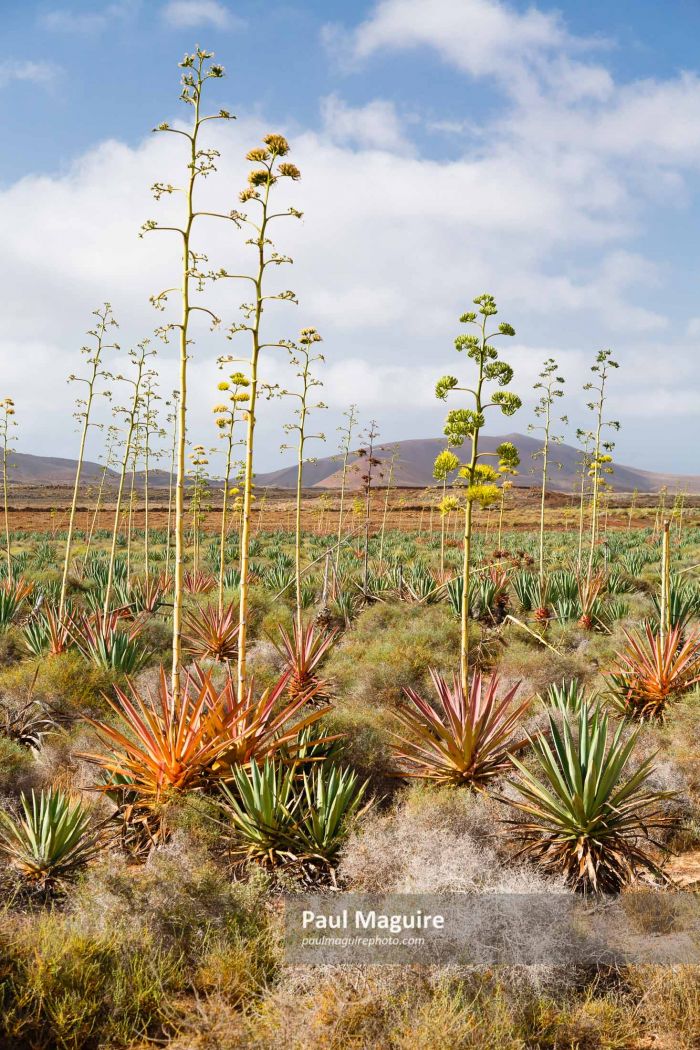 Agave, Piteras, Fuerteventura