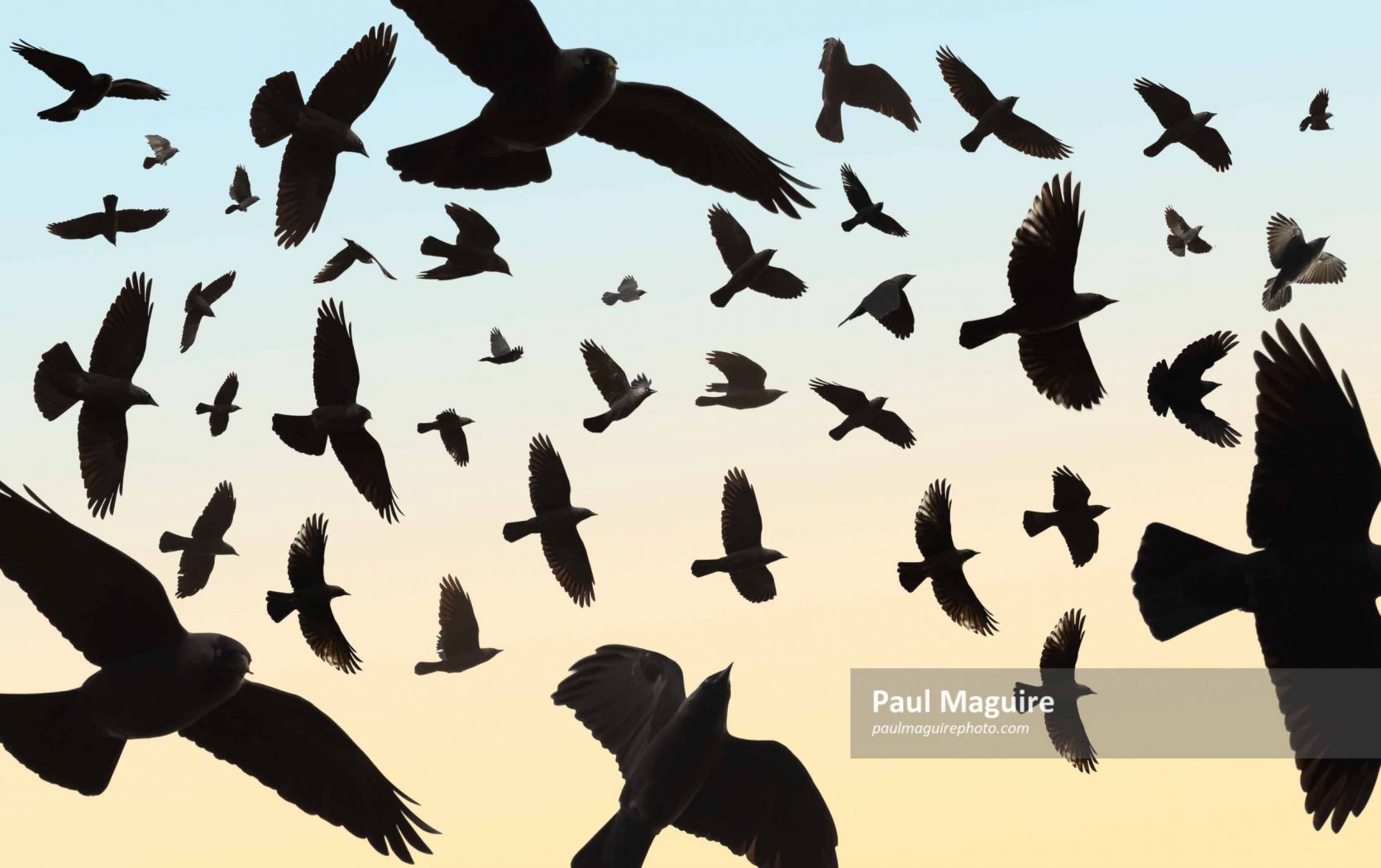Flock of jackdaws