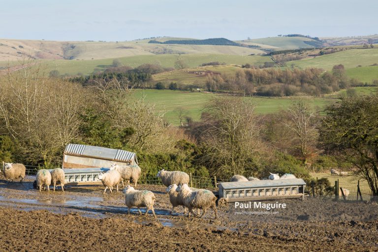 Stock photo Sheep farming on a UK farm in Shropshire Paul Maguire