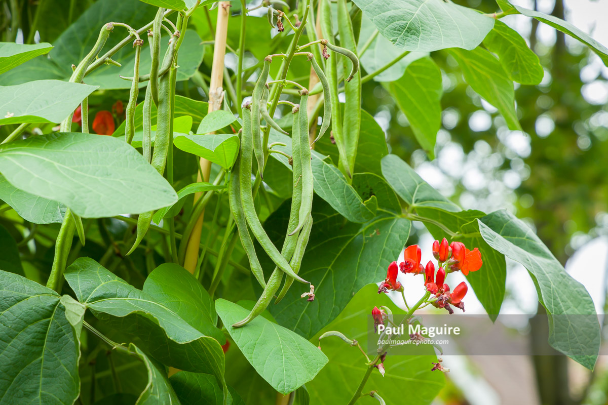 runner beans growing on a plant in a uk vegetable garden