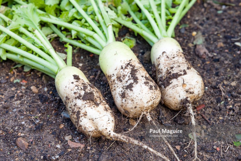 Stock photo Mooli radish (daikon) plants and roots in a vegetable bed