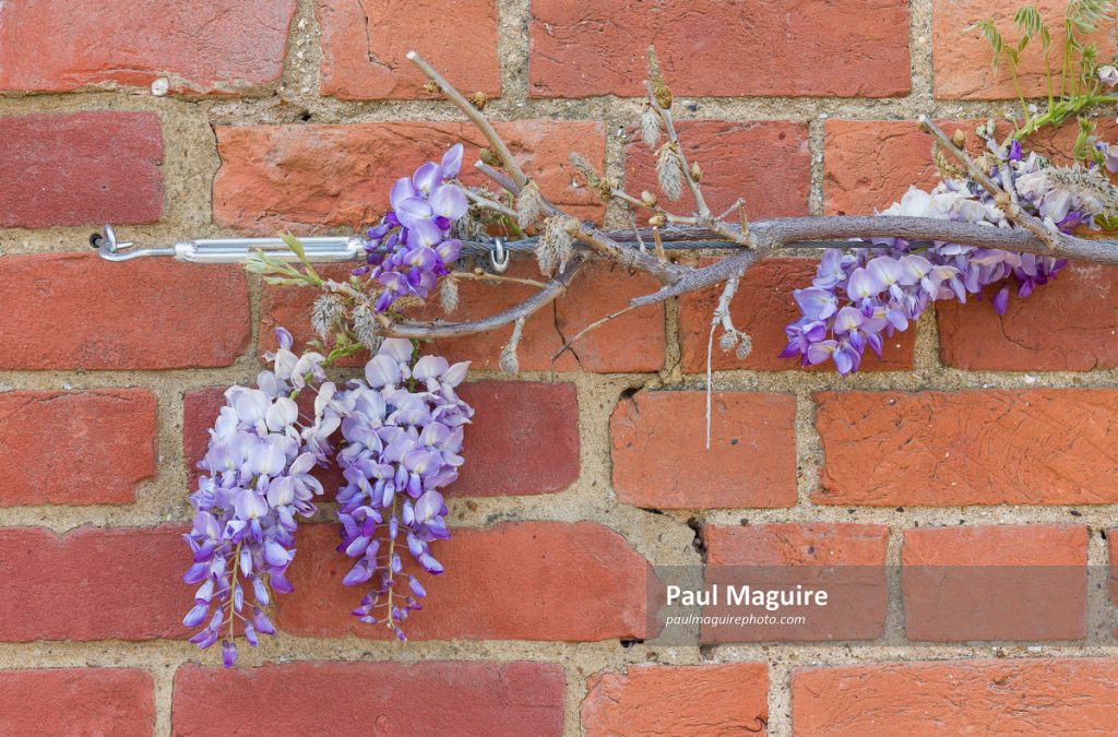 Stock photo - Training a wisteria plant on a wall with wire rope and ...