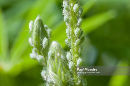 Lupin aphids, plant infested with aphids in UK garden