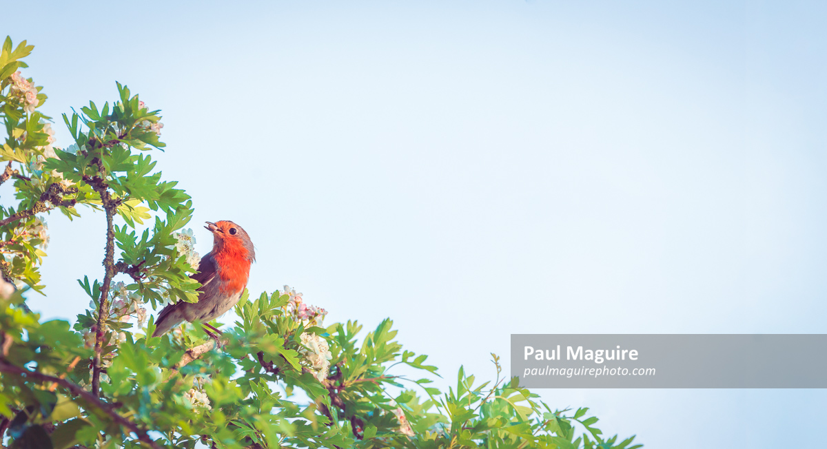 Robin sitting in a hawthorn tree with blossom in spring, UK