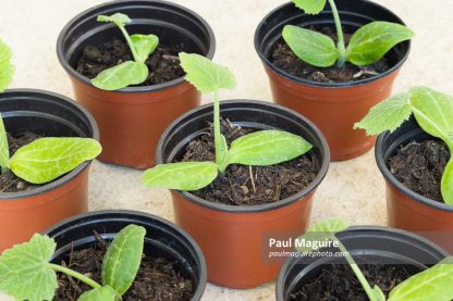 Young courgette (zucchini) plants, vegetable seedlings in pots