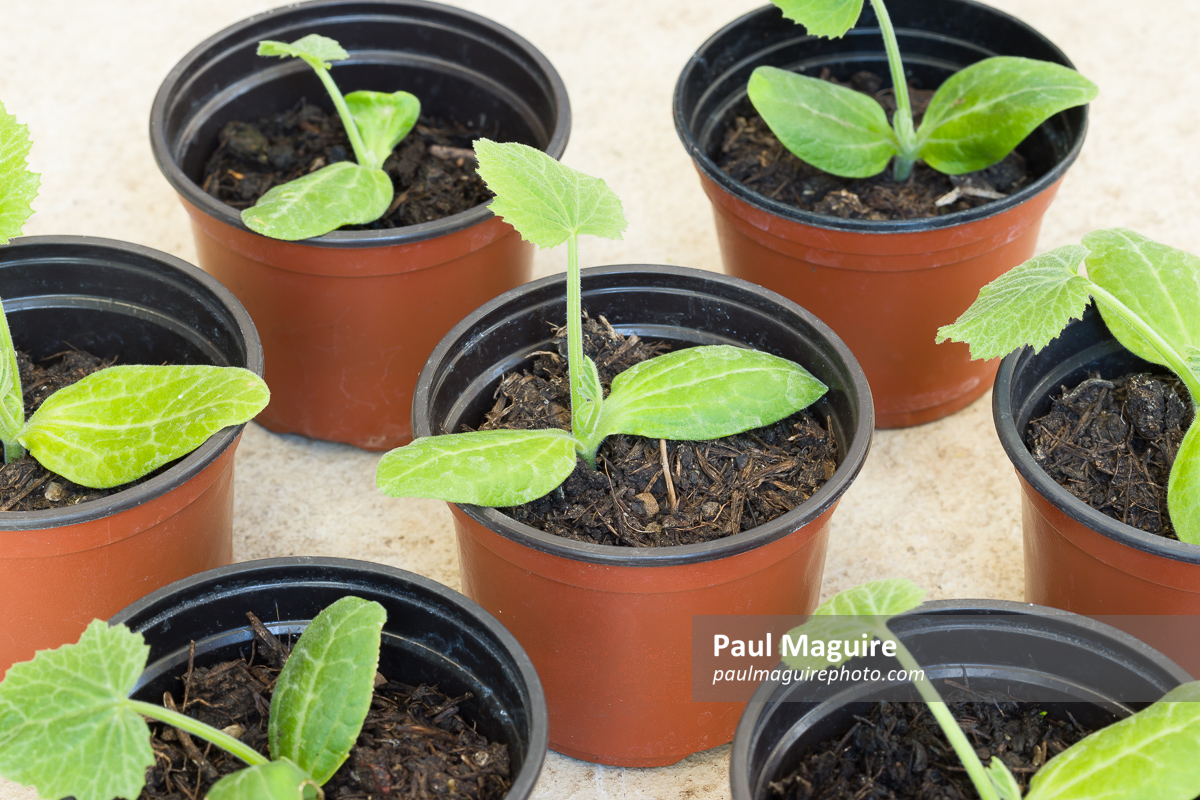 Young courgette (zucchini) plants, vegetable seedlings in pots