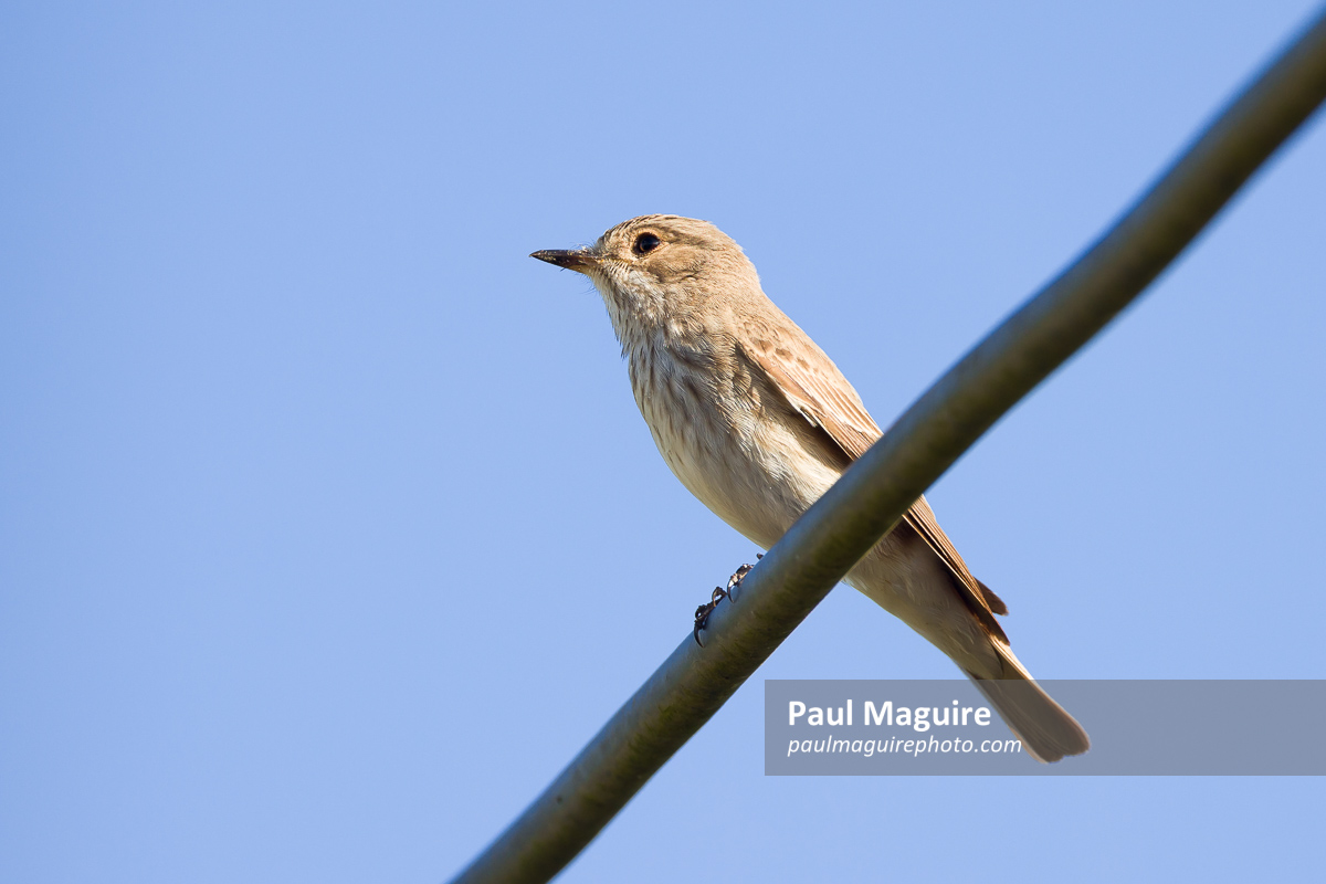 Spotted flycatcher (Muscicapa striata) adult bird