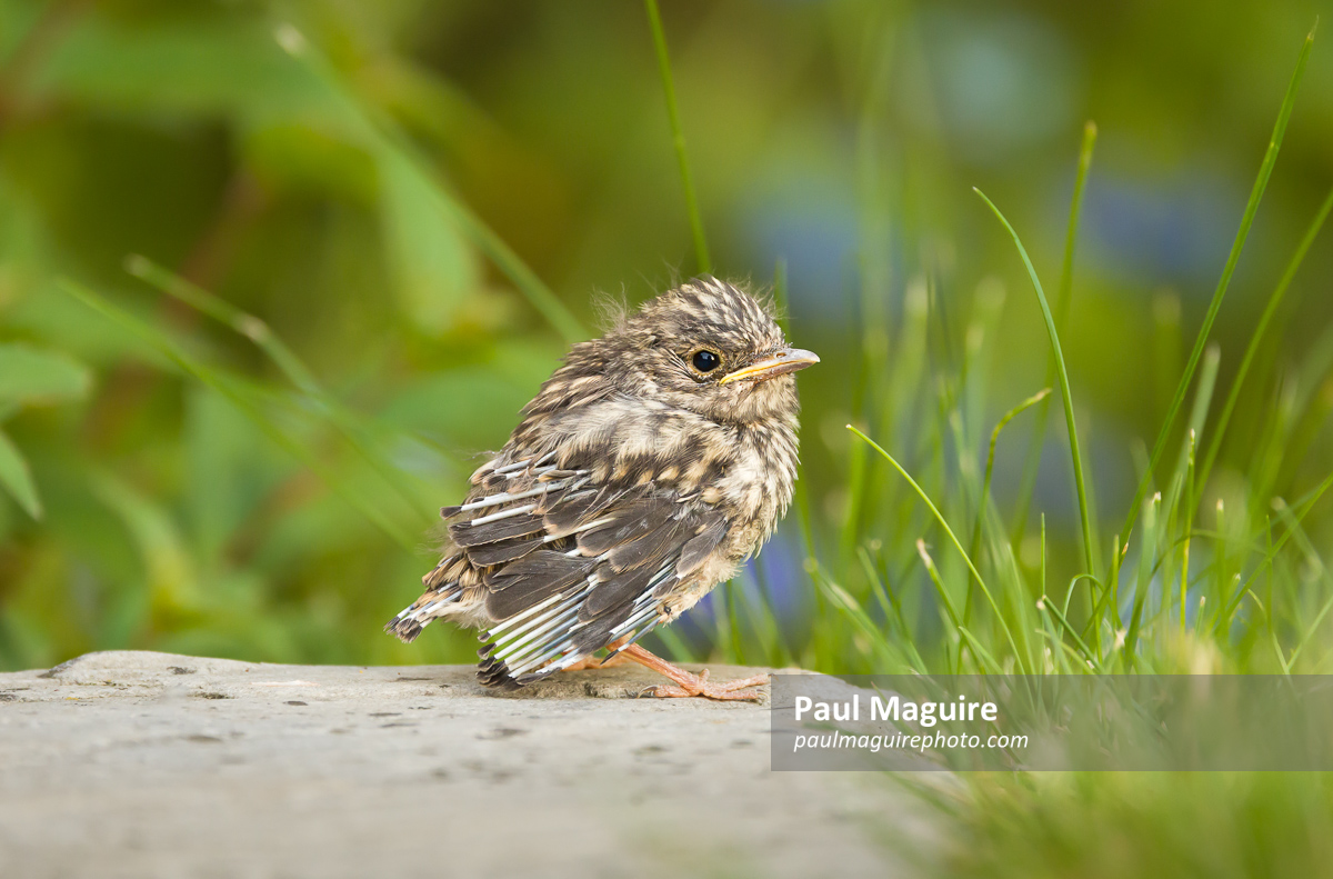 Spotted flycatcher baby bird in UK garden