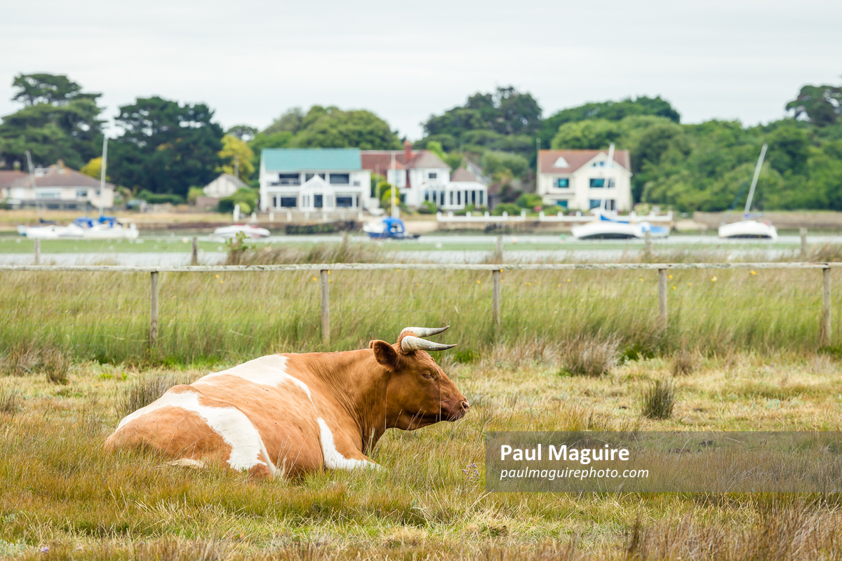 Shetland cattle cow on Hengistbury Head Nature Reserve Dorset UK