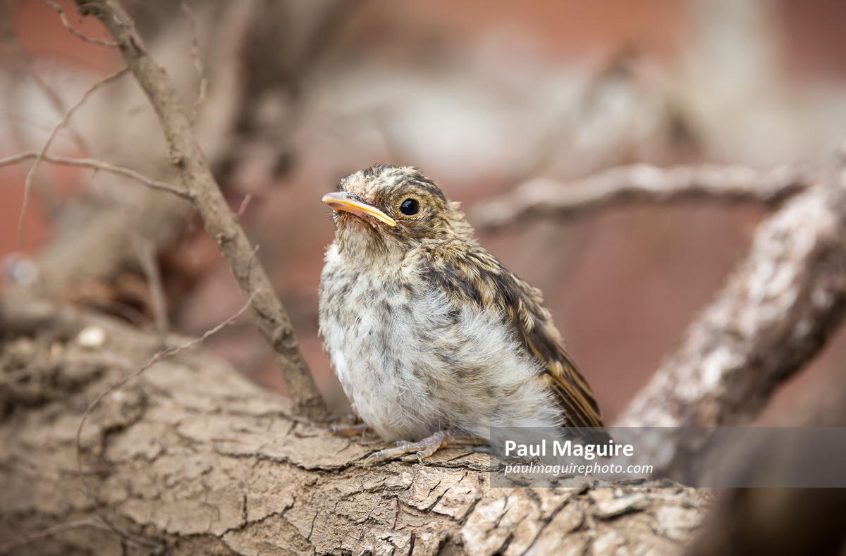 Spotted flycatcher baby bird in UK garden