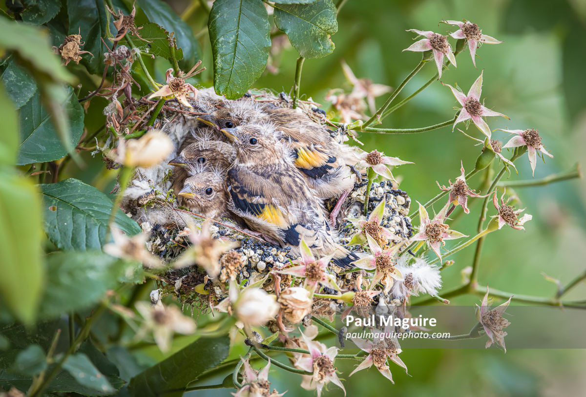 Bird nest, European goldfinch nest with chicks in UK garden