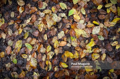Autumn leaves on ground, fallen leaf pattern or background, UK