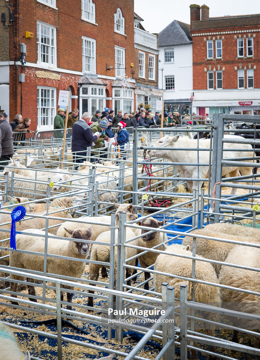 Farmers with prize sheep at a livestock show Buckinghamshire UK