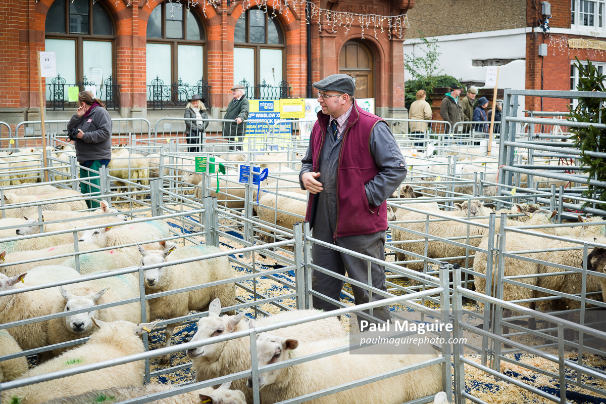 Farmer with sheep at a livestock auction, Buckinghamshire UK