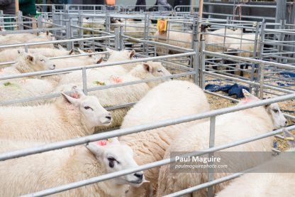 Sheep in pens at Winslow Primestock Show, Buckinghamshire