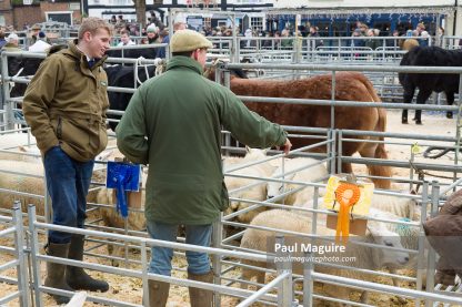 Farmers with prize sheep at a livestock show Buckinghamshire UK