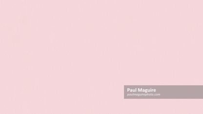 Pastel pink painted wall texture, seamless repeating pattern