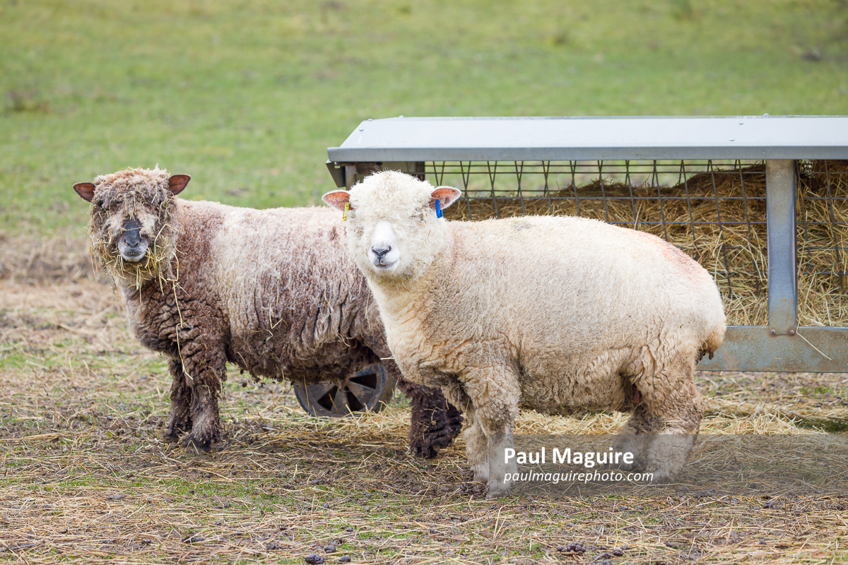 Ryeland sheep on a farm in Derbyshire, UK