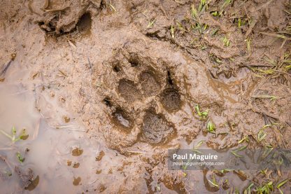 Dog paw print in mud