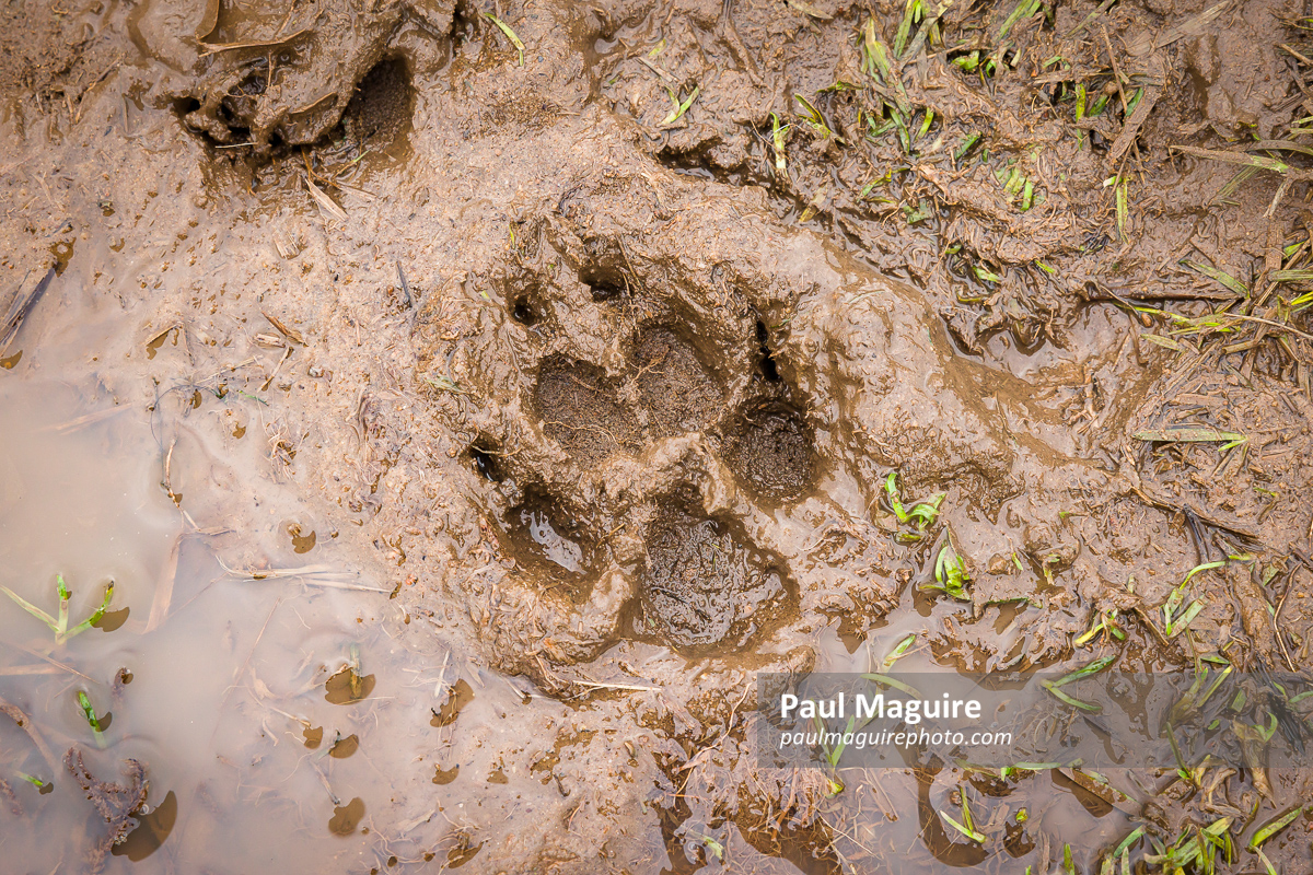 Dog paw print in mud