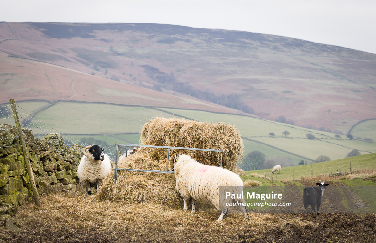 Sheep eating straw in winter, Hope Valley, Peak District, UK