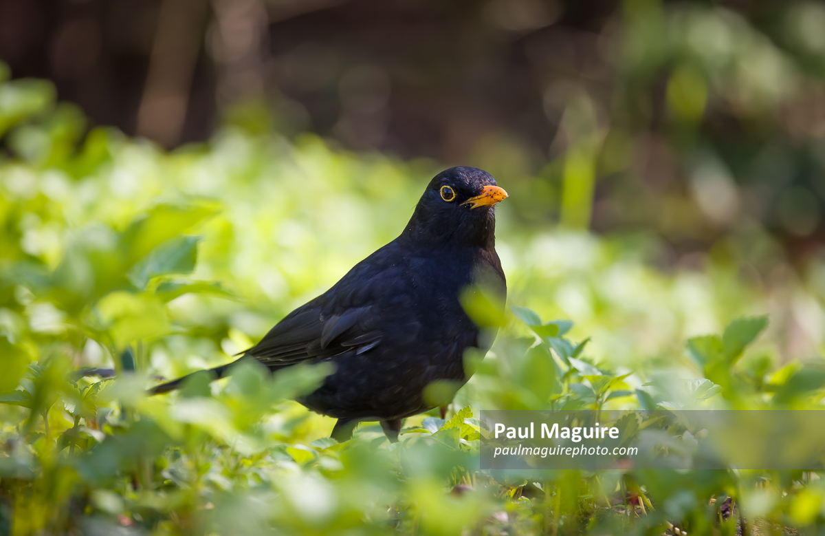Common blackbird foraging in a UK garden