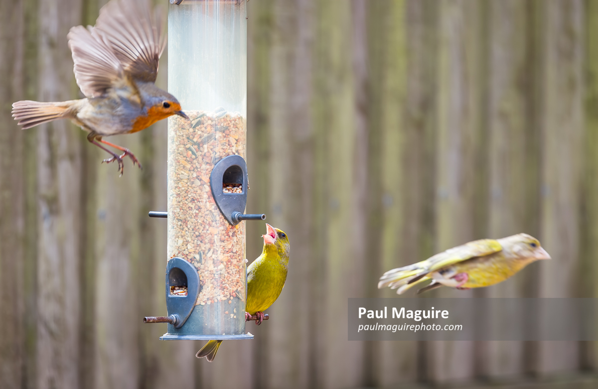 British garden birds on a bird feeder UK. Robin and greenfinches