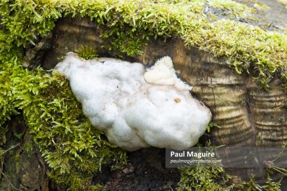 False puffball slime mould (slime mold) in a UK garden