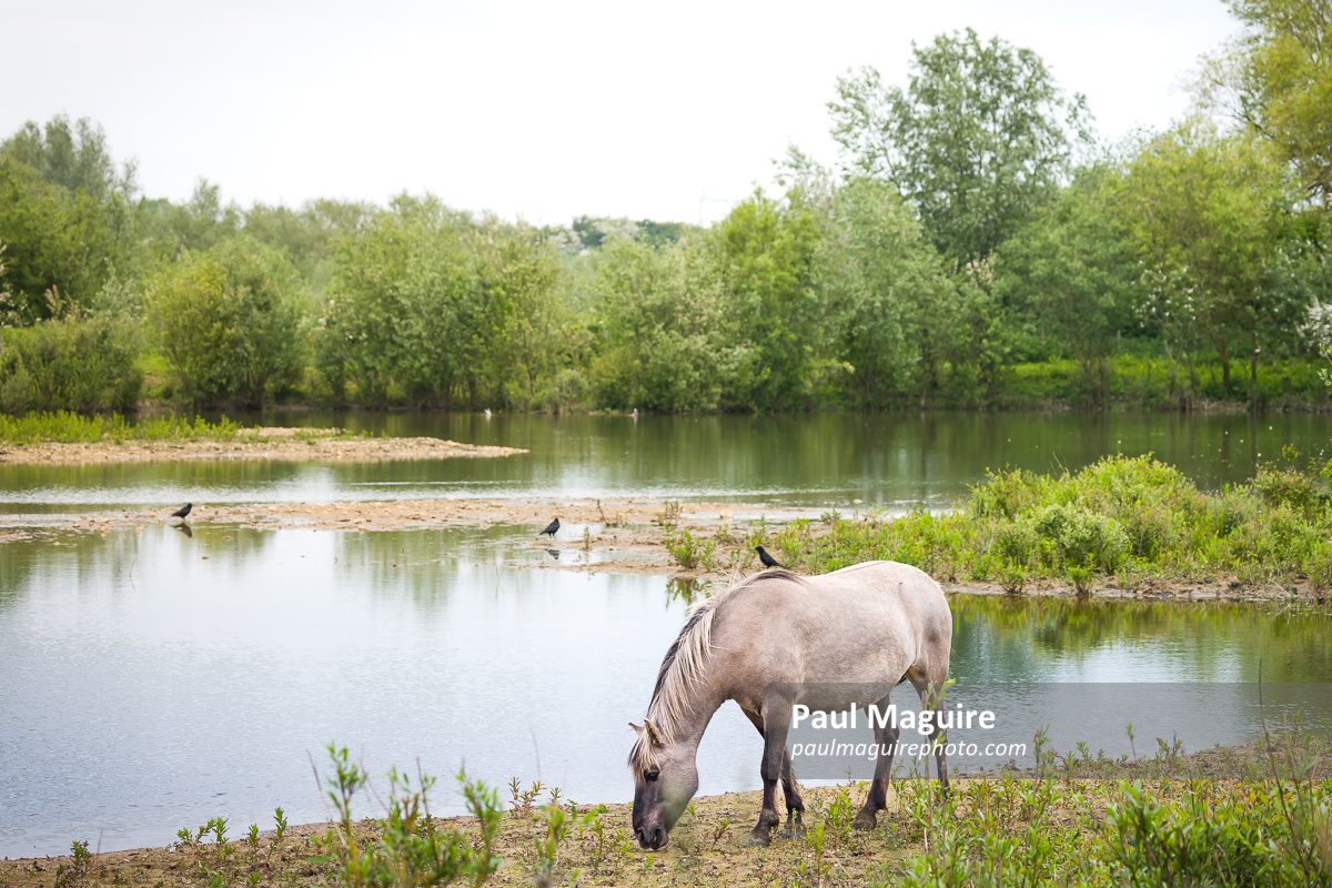 Pony grazing at water's edge, Stony Stratford Milton Keynes, UK