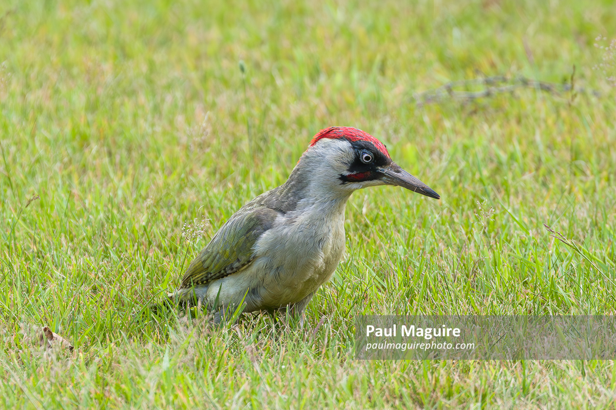 European green woodpecker on lawn in UK garden
