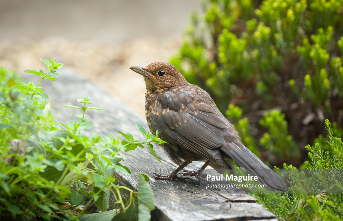 Juvenile common blackbird Turdus merula in a UK garden