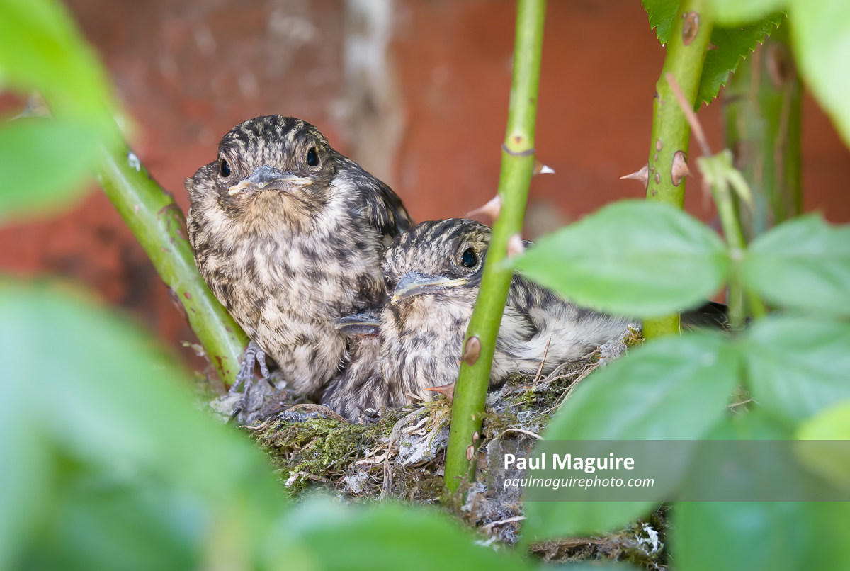 Birds nest, spotted flycatcher chicks in a nest in UK garden
