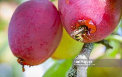 Wasps eating plums on a tree in a UK garden