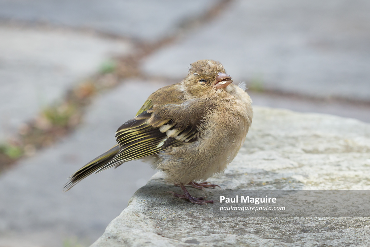 Juvenile chaffinch, fledgling baby bird in UK garden