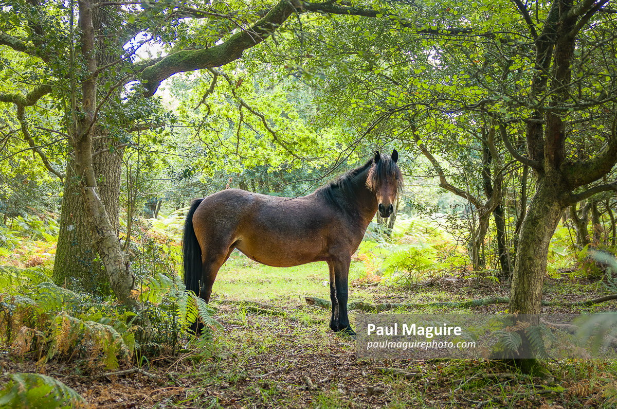 Wild New Forest pony grazing in woodland, Hampshire, UK