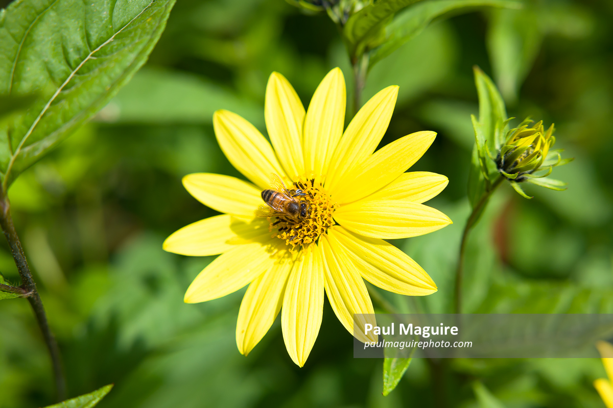 Honey bee on yellow flower, helianthus sunflower, UK garden