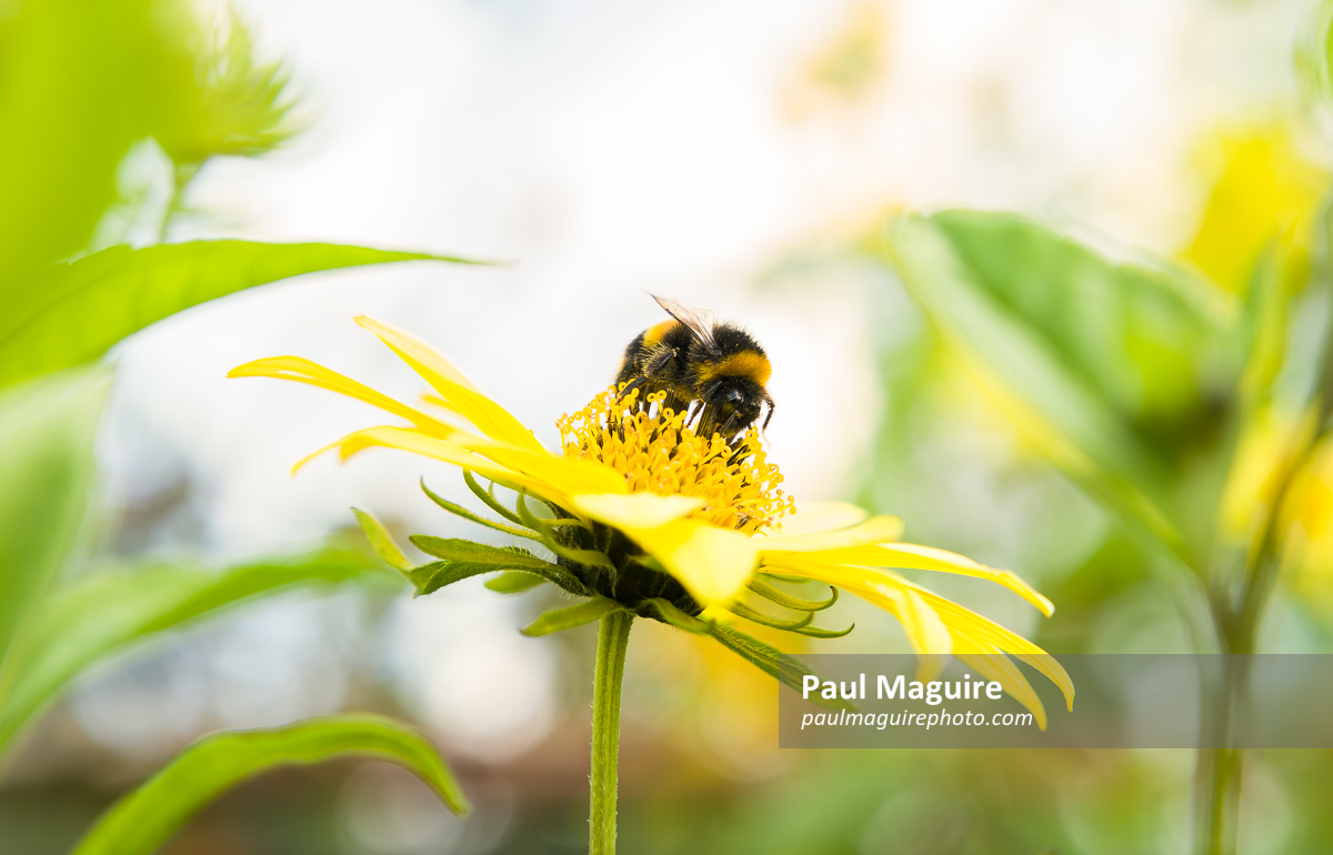 Bumblebee on yellow flower, helianthus sunflower, UK garden