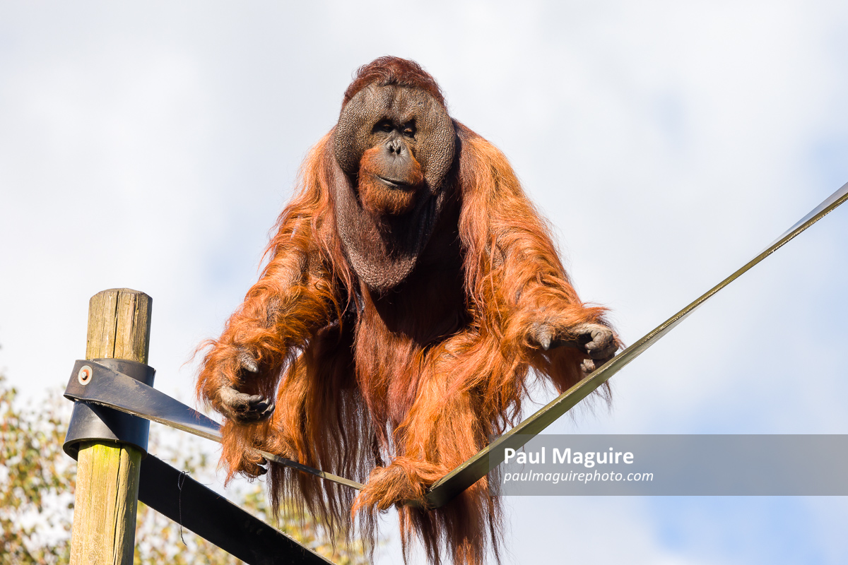 Adult female orangutan in captivity, UK