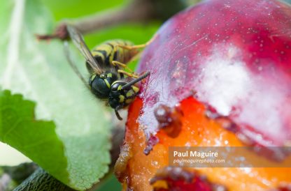 Wasp eating a ripe plum on a tree growing in a UK garden