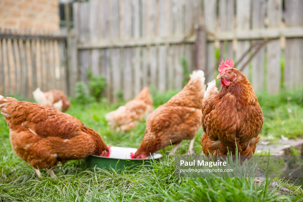Free range chickens in a UK garden