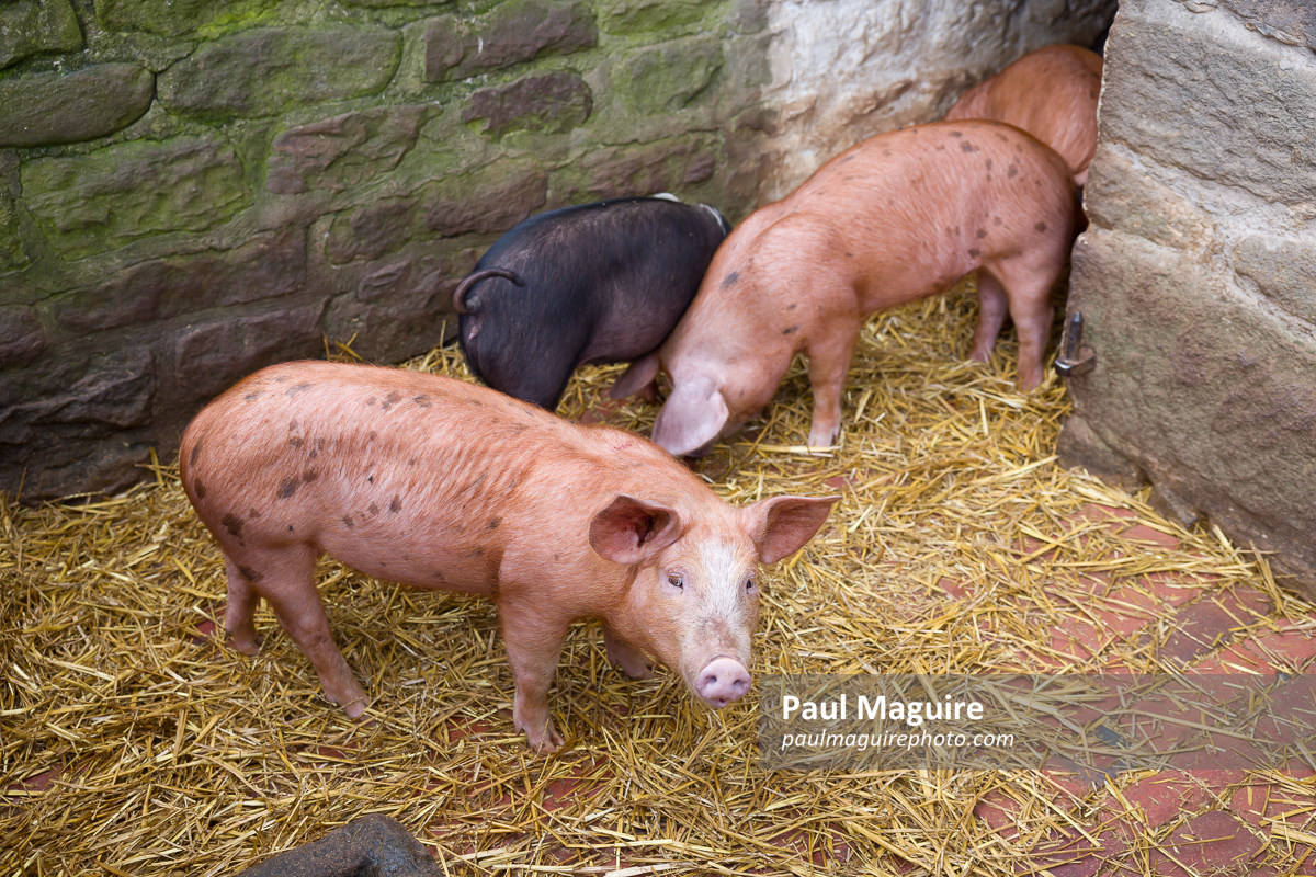 Piglets in a traditional brick pig sty, UK