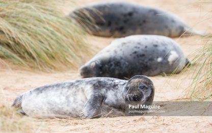 Grey seal pups in sand dunes on beach, Horsey Gap, Norfolk, UK